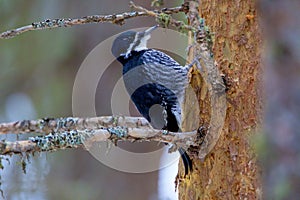 Black-backed Woodpecker Female   847048