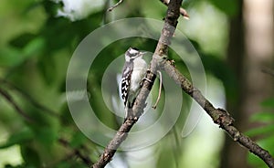 Black-backed woodpecker during summer with green background