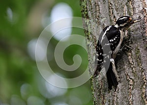 Black-backed woodpecker during summer with green background