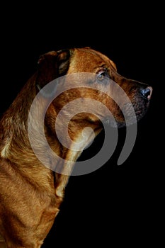 Black background dog