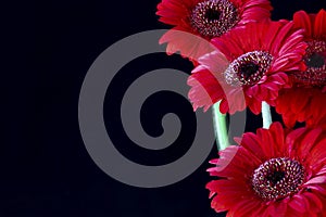 black background image with red daisy`s lining one side