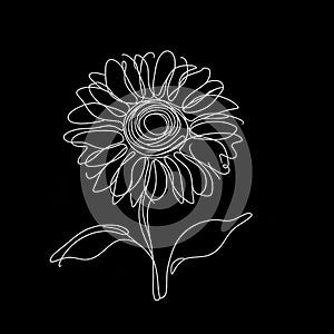 On a black background lies a sunflower, adorned with expansive, white petals encircling a dark center.