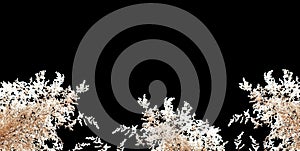 Black background with Pampas dry grass. Panorama. Dry reeds boho style. Copy space. banner