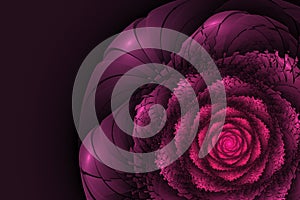Black background with pink rose. Flower texture, fractal pattern
