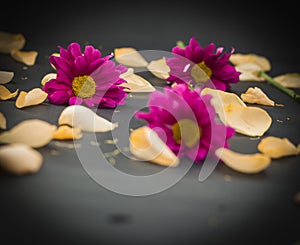 Black background with red chrysanthemums and rose petals