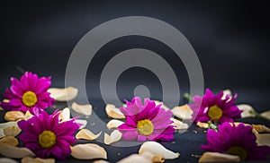 Black background with red chrysanthemums and rose petals