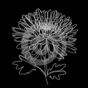 A black background serves as the backdrop for a sizable, white flower adorned with numerous petals.