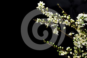 Black background Spring withe flowers on branch. Plum tree