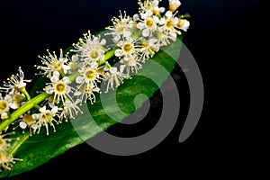 Black background Spring withe flowers on branch. Plum tree