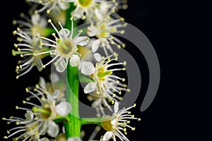 Black background Spring withe flowers on branch. Plum tree