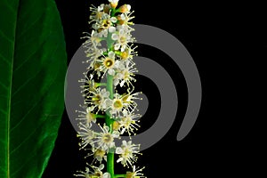 Black background Spring withe flowers on branch. Plum tree