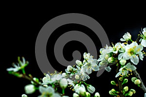 Black background Spring withe flowers on branch. Plum tree