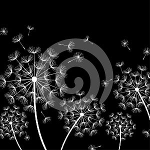 Black background with stylized white dandelions