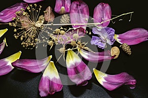 Black background with thorn, pine cones, decorative onion, dry branch of shepherd`s purse, almonds and purple tulip petals.