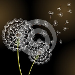 Black background with two dandelions blowing