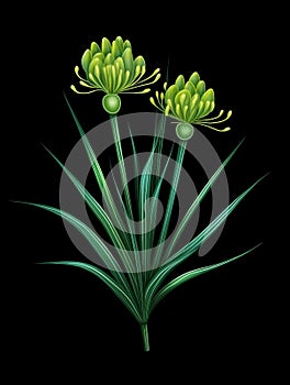 Black background with two green plants, one of which has yellow flowers. These plants are positioned close to each