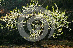 Black background White plum blossoms blooming warmly in spring sunny day