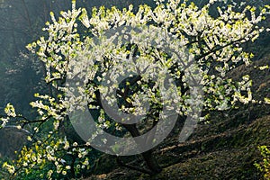 Black background White plum blossoms blooming warmly in spring sunny day