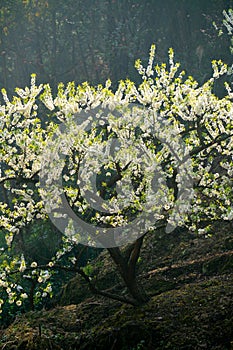 Black background White plum blossoms blooming warmly in spring sunny day