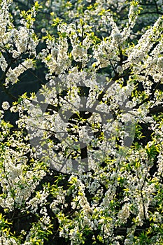 Black background White plum blossoms blooming warmly in spring sunny day