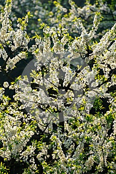 Black background White plum blossoms blooming warmly in spring sunny day