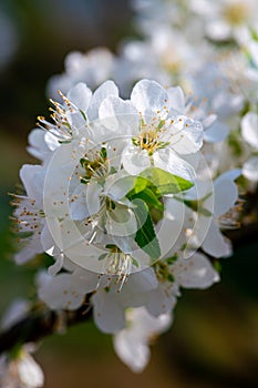 Black background White plum blossoms blooming warmly in spring sunny day