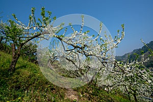 Black background White plum blossoms blooming warmly in spring sunny day