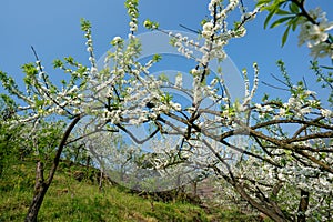 Black background White plum blossoms blooming warmly in spring sunny day