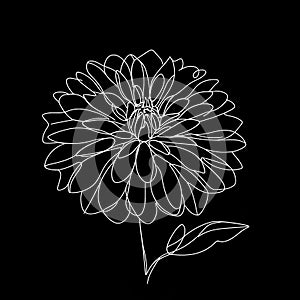 On a black background, you can see a strikingly beautiful, enormous white flower with a slender stem and numerous delicate petals.