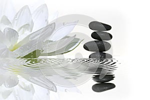 Black balancing pebbles and water lily flower