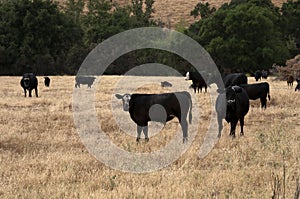 Black Baldy and Black Angus Cattle in a field photo