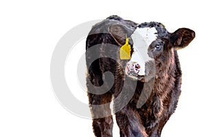 Black baldy calf - isolated