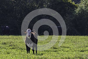 Black baldy calf in lush field looking at camera