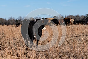 Black baldy cow walking toward hay feeder