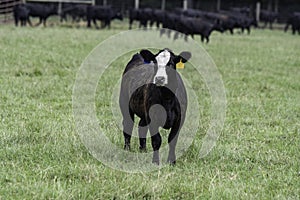 Black baldy heifer in foreground