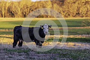 Black baldy heifer in late afternoon winter pasture