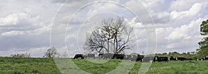 Black baldy herd in spring pasture panorama