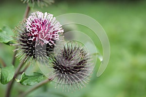 Black ball flower