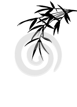Black Bamboo leaves silhouette. Shadows of branches olive on isolated white background