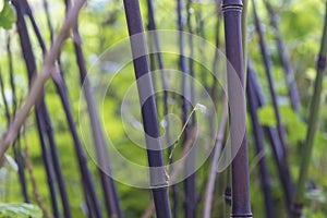 Black bamboo or phyllostachys nigra