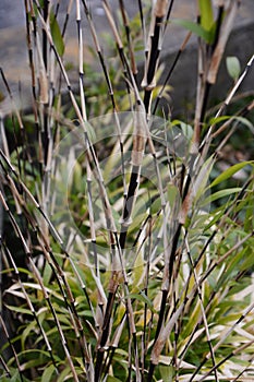 Black bamboo Phyllostachys nigra