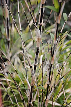 Black bamboo Phyllostachys nigra