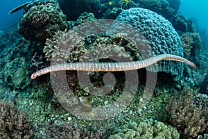 Black-banded Sea Krait and Coral Reef in Banda Sea photo