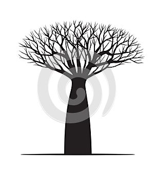 Black Baobab Tree with Roots. Vector outline Illustration. Plant in Garden