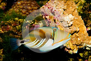 Black Bar or Picasso Trigger Fish