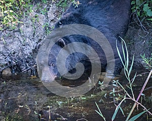 Black Baribal bear in the tranquil ripples of a pond