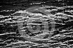 Black bark of tree texture background