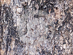 Black bark tree texture