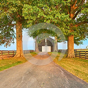 Black Barn with Big Trees