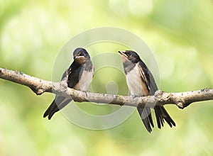 Black barn swallows sitting on a branch in spring